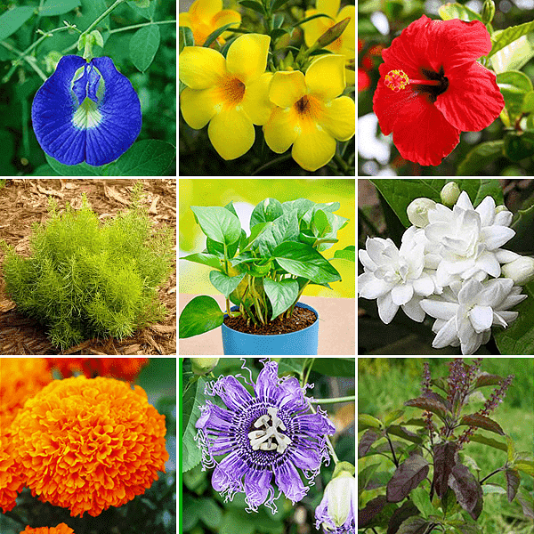 Celebrate Navratri with 9 Colors