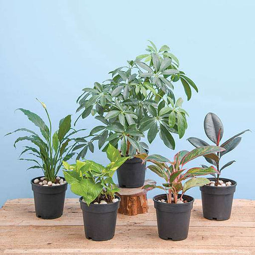 nasa top 10 indoor plants Buy NASA Top 5 Indoor Plants for Oxygen online from Nurserylive at lowest price