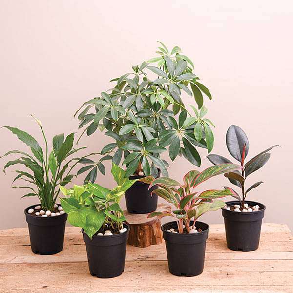 house plants nasa Buy NASA Top 5 Indoor Plants for Oxygen online from Nurserylive at lowest price