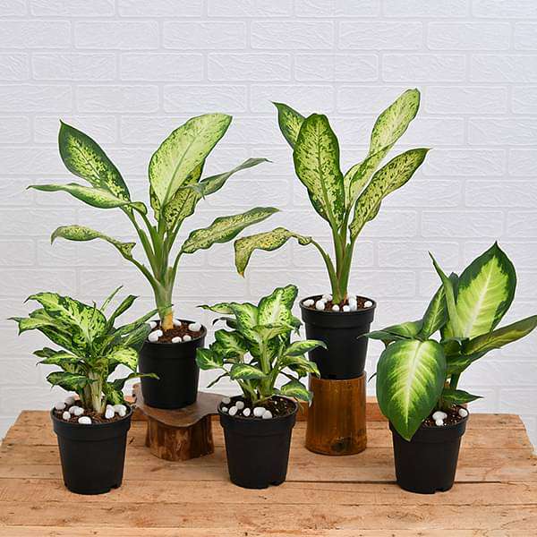 indoor plants price Buy Set of 5 Dieffenbachia for Indoor Plant Decoration online from  Nurserylive at lowest price