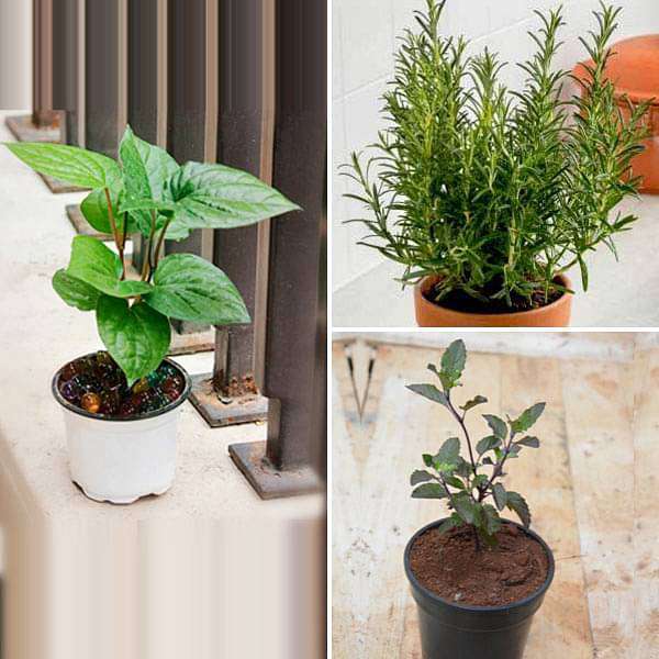indoor plants medicine Buy Top 3 Medicinal Herbs online from Nurserylive at lowest price