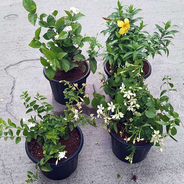 Top 4 All Year Flowering Plants Pack
