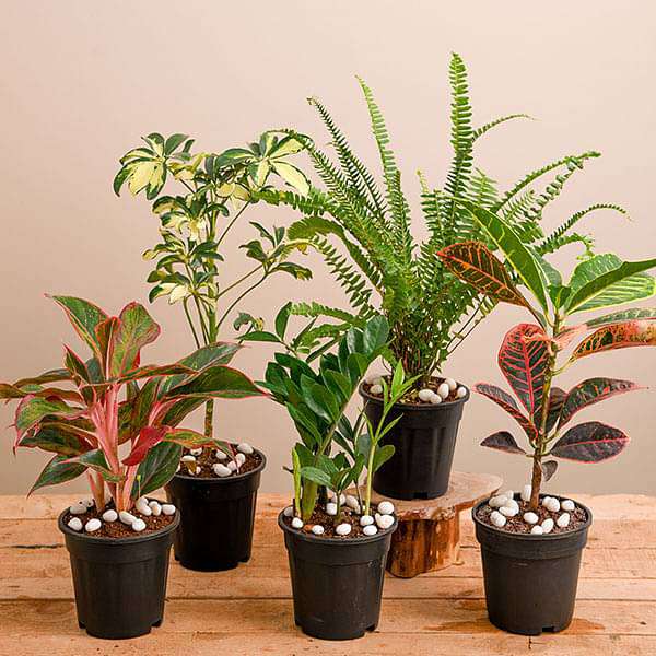 leafy plants for pots Buy Top 5 Foliage Plants for Easy Gardening at Home online from Nurserylive at lowest price