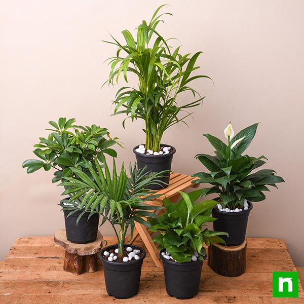 nursery live indoor plants Buy Top 5 Indoor Garden Plants to Remove Air Toxins online from Nurserylive at lowest price