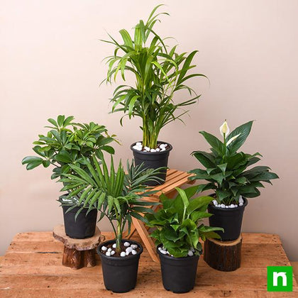 indoor and outdoor plants names and pictures Buy Top 5 Indoor Garden Plants to Remove Air Toxins online from Nurserylive at lowest price