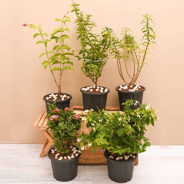Top 5 Monsoon Special Flowering Plants