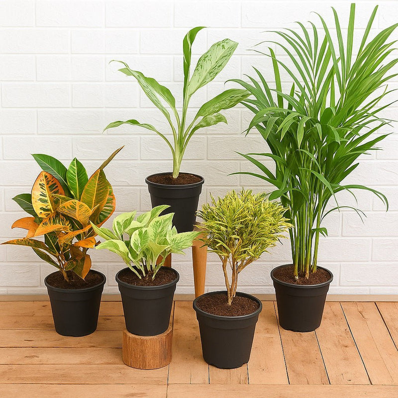 Top 5 Monsoon Special Foliage Plants for Home Decor
