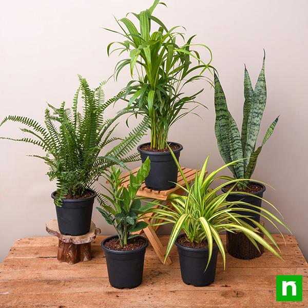 Top 5 Plants for Decoration on Auspicious Occasion