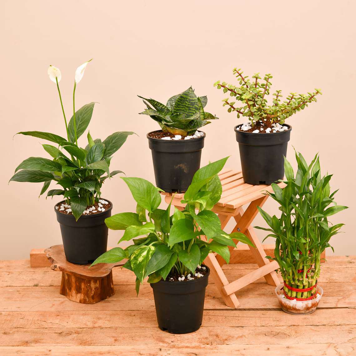 plants that bring good luck in the house Buy Top 5 Plants to Bring Goodluck online from Nurserylive at lowest price