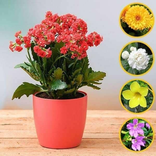 Top 5 Winter Special Flowering Plants