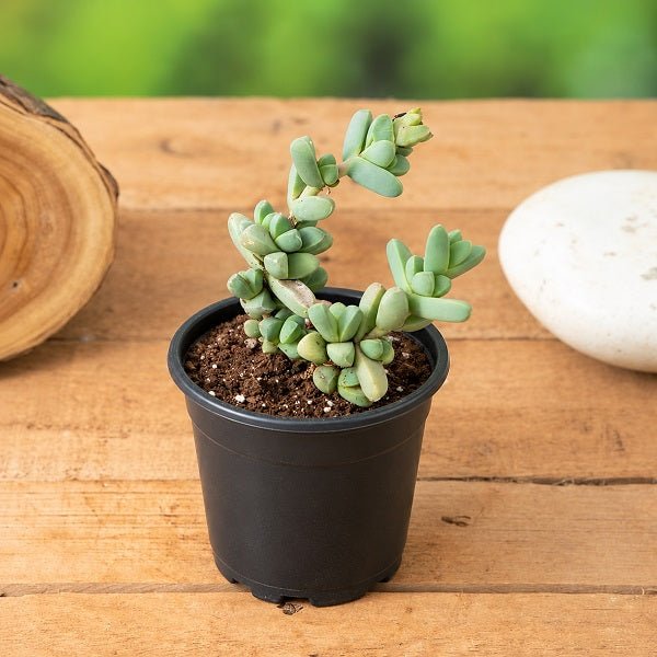 Corpuscularia lehmannii - Succulent Plant