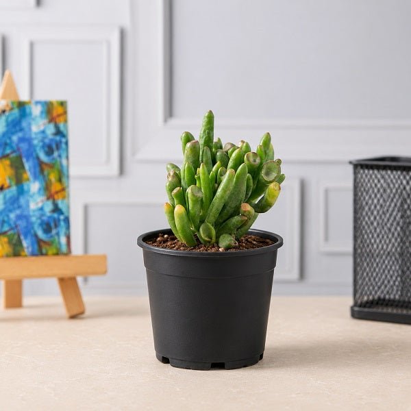 Crassula Hobbit - Succulent Plant