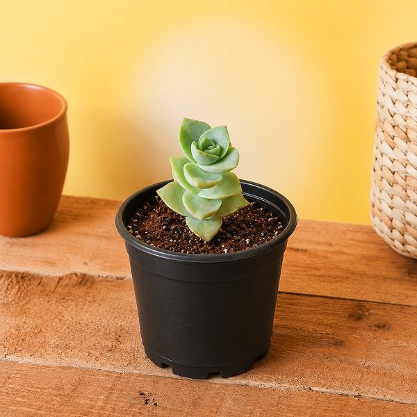 Crassula perforata - Succulent Plant