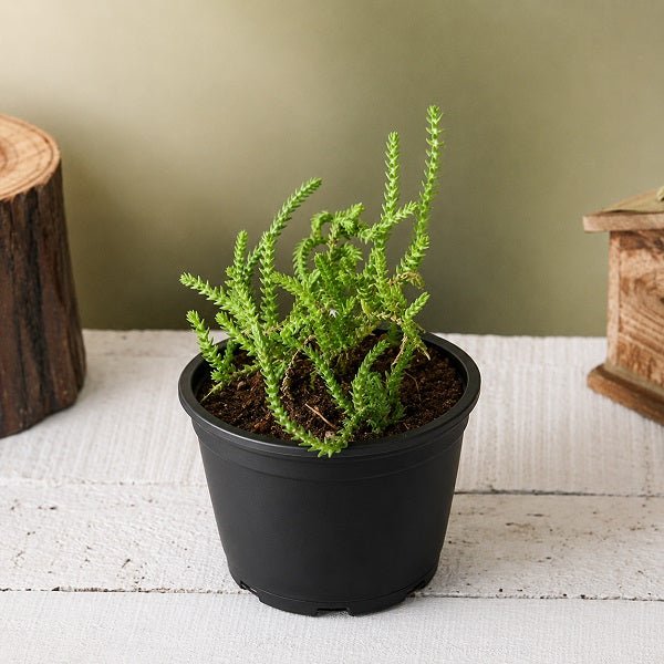 Crassula Princess Pine - Succulent Plant