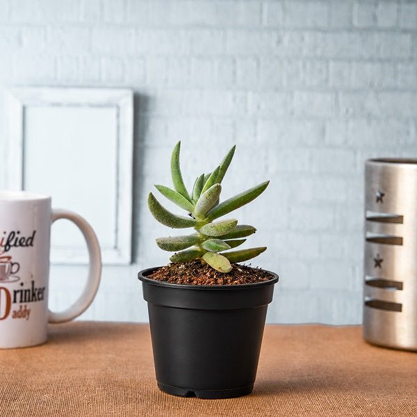 Crassula Surprise Party - Succulent Plant