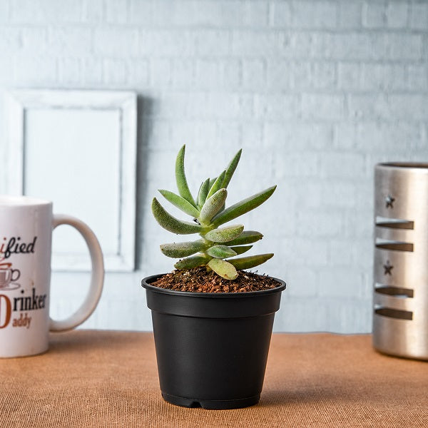 Crassula Surprise Party - Succulent Plant