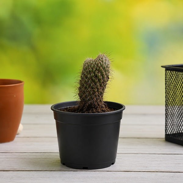 Cylindropuntia fulgida - Cactus Plant