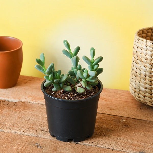 Delosperma lehmannii - Succulent Plant