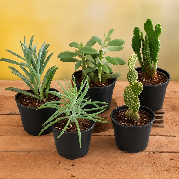 Dense Dudes Plant Pack