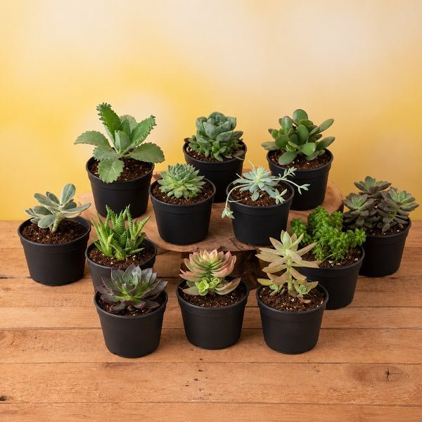 Dozen Sweet Succulents