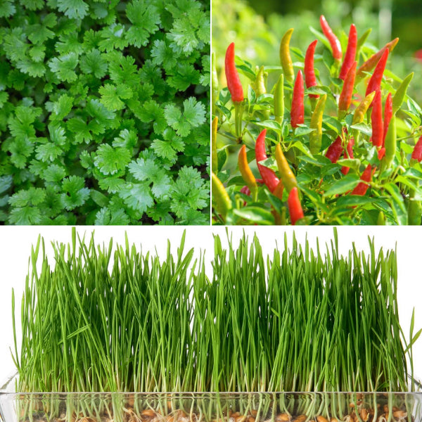 Buy live vegetable plants