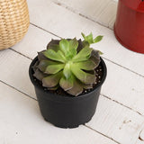Echeveria Black Prince, Vishnu Kamal - Succulent Plant
