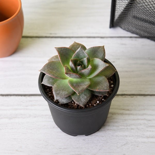 Echeveria Dionysos - Succulent Plant