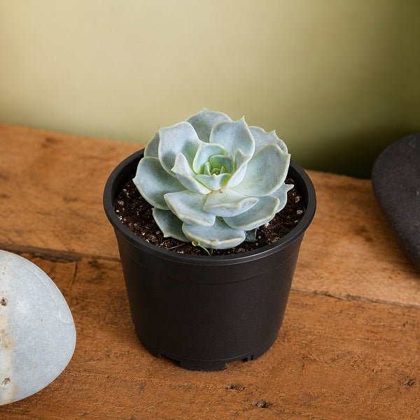 Echeveria elegans Rose - Succulent Plant