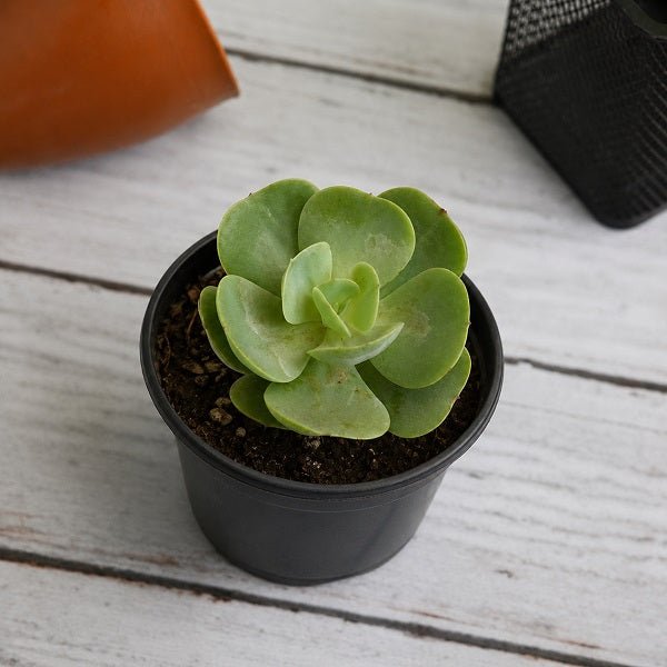 Echeveria green spoon - Succulent Plant