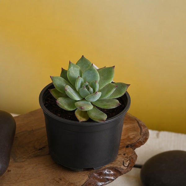 Echeveria imbricata, Blue Rose Echeveria - Succulent Plant