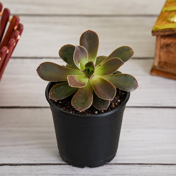 Echeveria Melaco - Succulent Plant