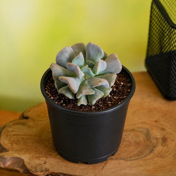 Echeveria runyonii - Succulent Plant