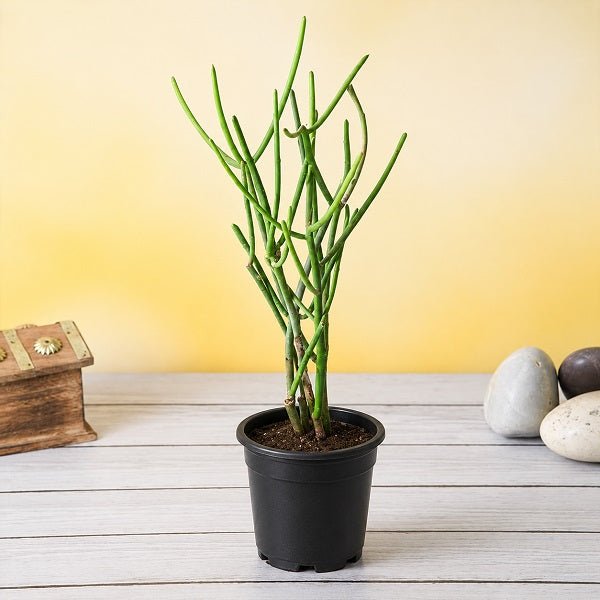 Pencil Tree, Euphorbia tirucalli - Succulent Plant