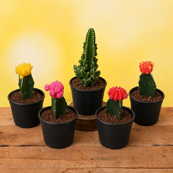 5 Fortune teller cactus plants pack