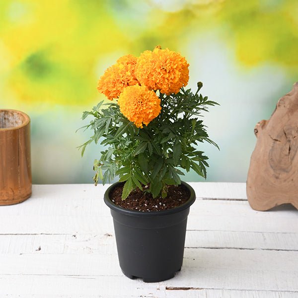 African Marigold (Orange) Plant in 5 inch Pot