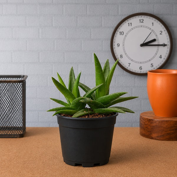 Aloe barbadensis vera - Succulent Plant