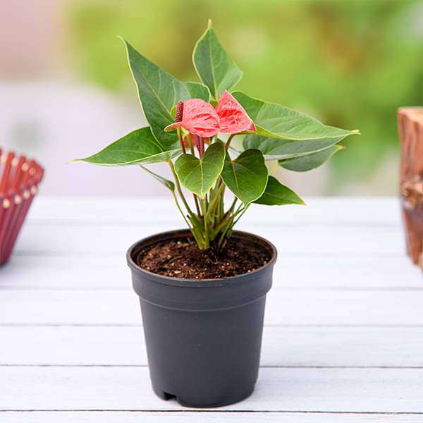 red flower potted plant Buy Anthurium (Red) Plant in 5 inch Pot online from Nurserylive at lowest price