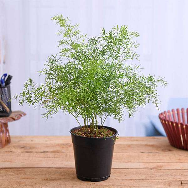 Asparagus densiflorus Plant in 5 inch Pot
