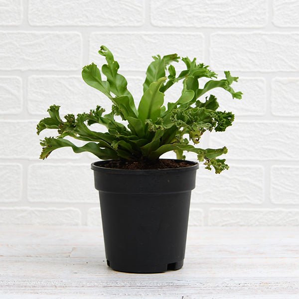 Asplenium nidus Crissie fern Plant in 6 inch Pot