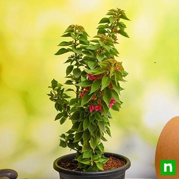 Bougainvillea Dwarf (Pink) Plant in 10 inch Grow Bag