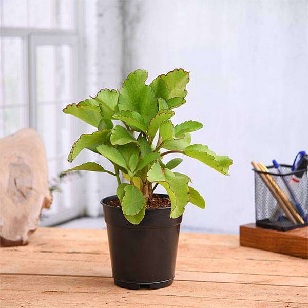 Bryophyllum, Panfuti Plant in 4 inch Pot