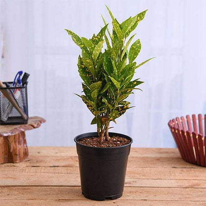 Buy Croton, Codiaeum variegatum (Gold Dust, Small Leaves) Plant in 6 inch  Pot online from Nurserylive at lowest price