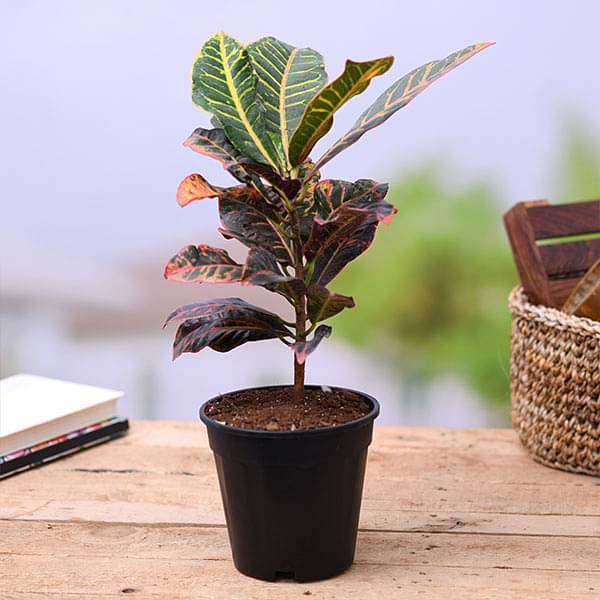 Croton Plant, Codiaeum variegatum (Petra) Plant in 5 inch Pot