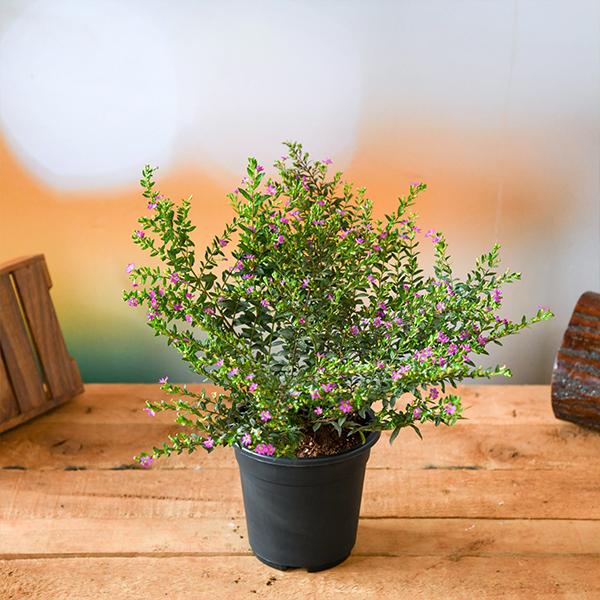Cuphea Hyssopifolia (Lavender) Plant in 5 inch Pot