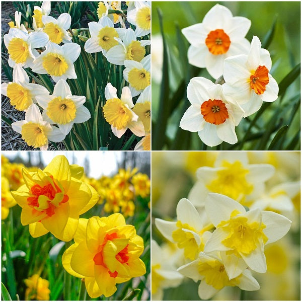 (daffodil. プロフ読んで下さい) Buy Dazzling Daffodil (12 Bulbs Pack) online from Nurserylive at