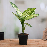 dieffenbachia perfecta compact Buy Dieffenbachia Compacta, Perfecta