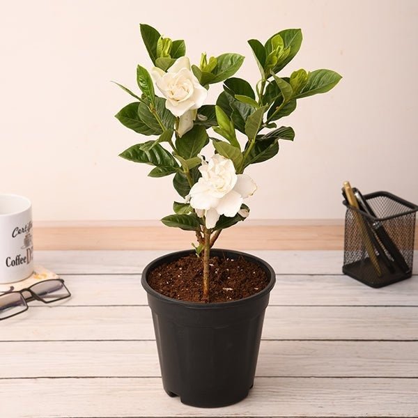 Gardenia Dwarf, Ananta Dwarf Plant in 6 inch Pot