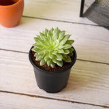 Graptopetalum macdougallii, Laxmi Kamal, Lakshmi Kamal - Succulent Plant
