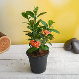 Ixora (Any Color) Plant in 5 inch Pot