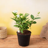 Jasminum sambac, Mogra, Arabian Jasmine Plant in 5 inch Pot